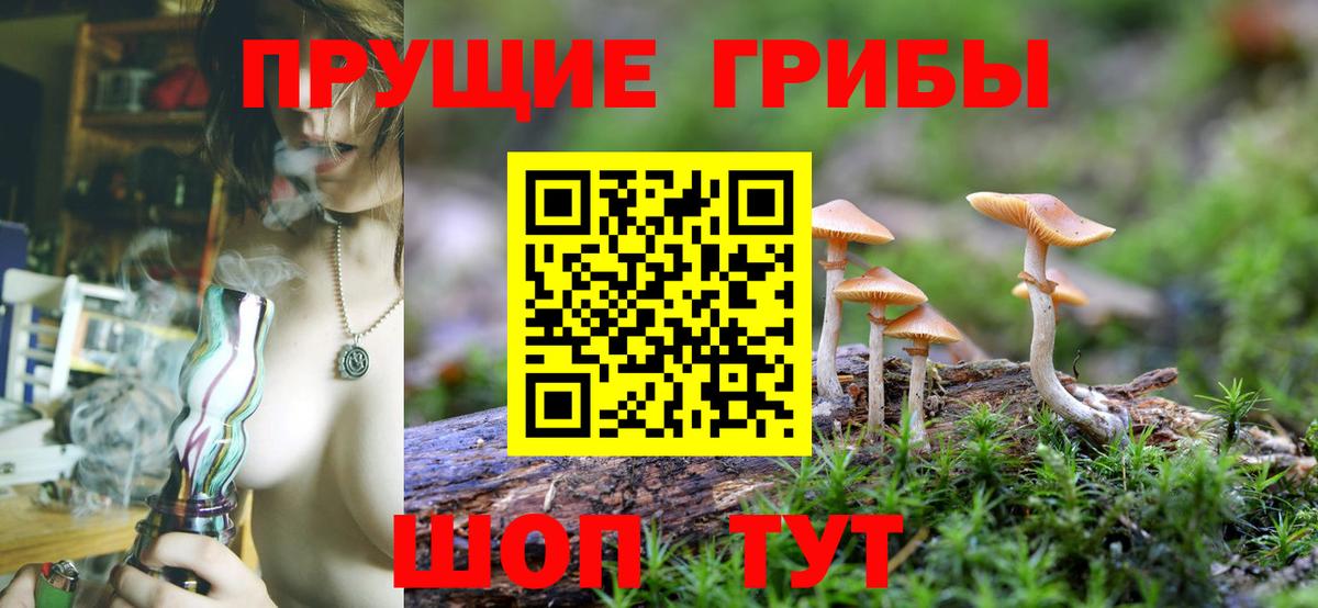 Псилоцибиновые грибы Psilocybe  Ноябрьск 